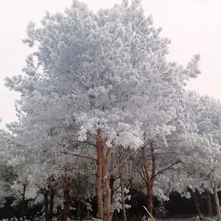 Makowka
